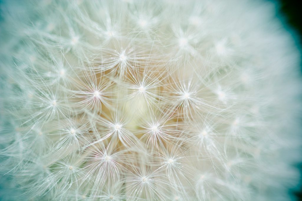 Close up of dandelion gone to seed