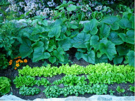 food is love - garden veggies growing